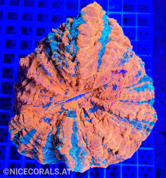 Cynarina SP. Acanthophyllia