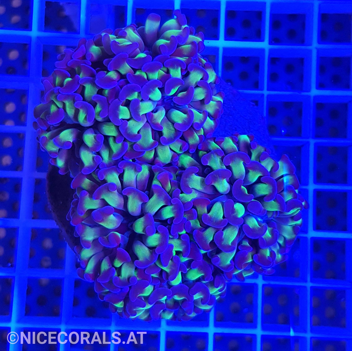 Euphyllia Paraancora 4-5 Heads