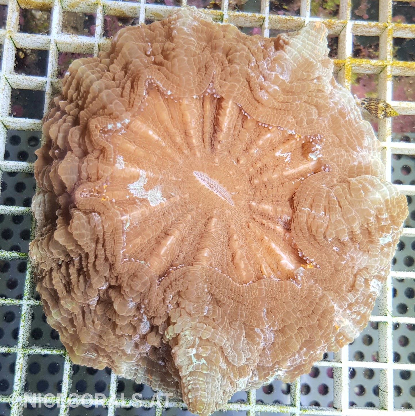 Cynarina SP. Acanthophyllia