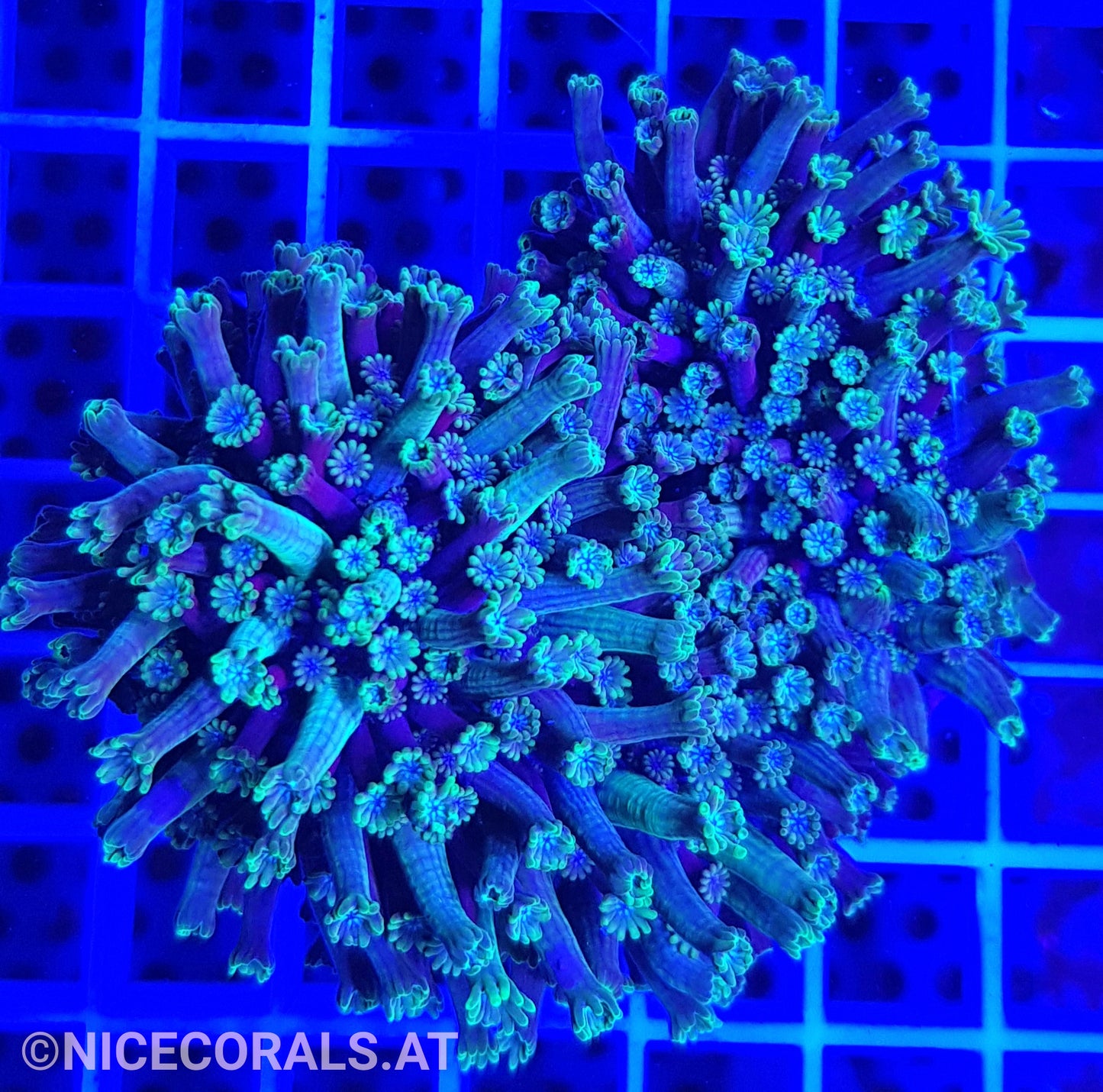 Alveopora