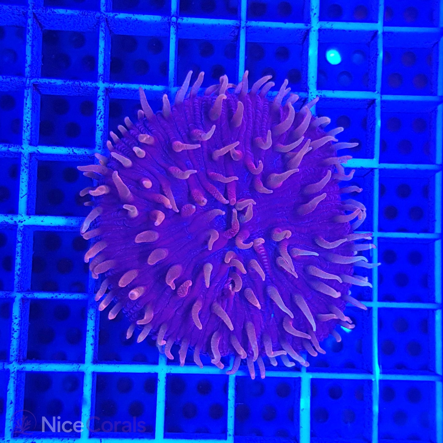 Cycloseris fragilis