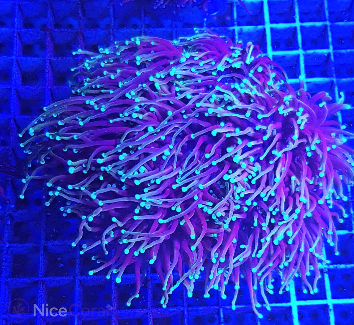 Euphyllia torch XXL