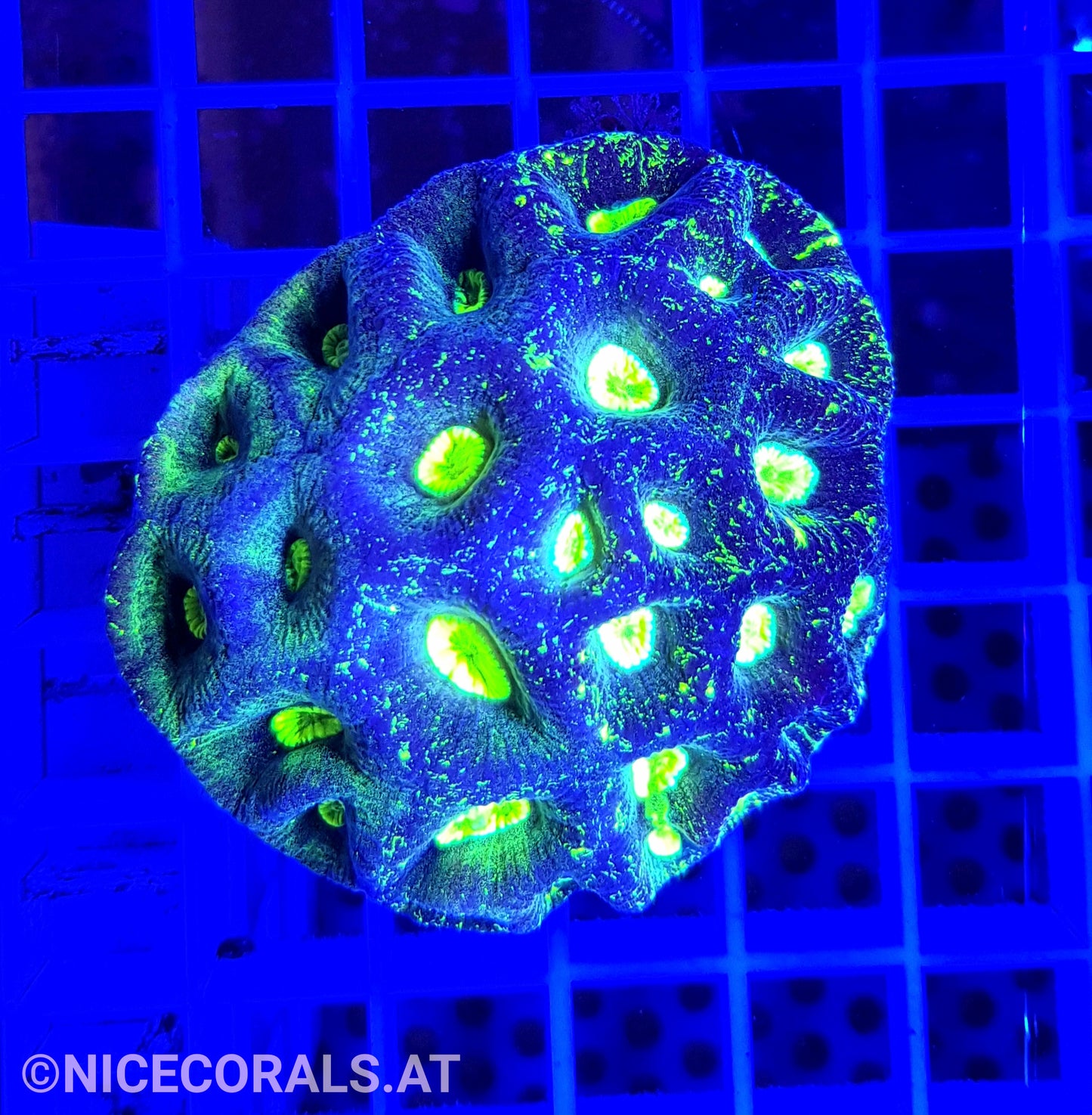 Goniastrea
