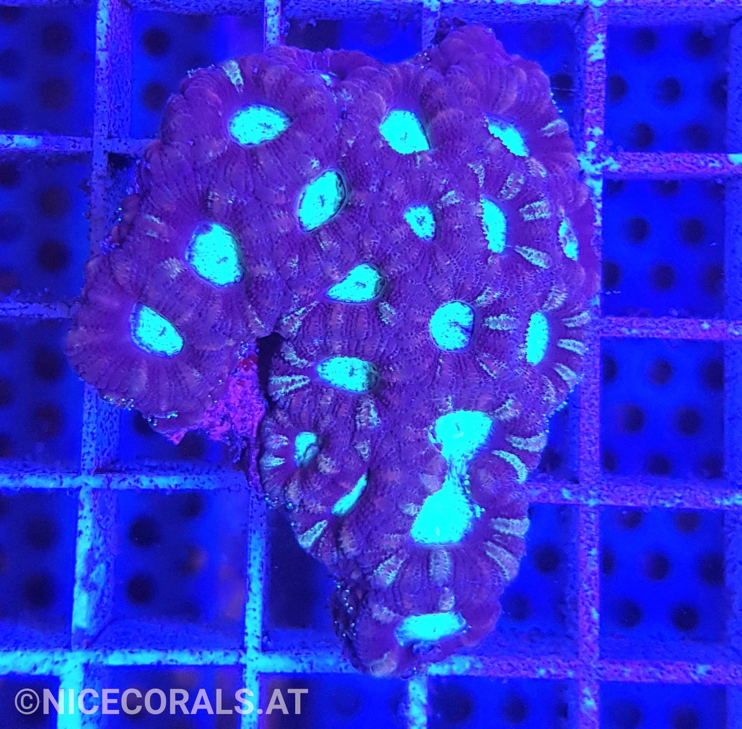 Acanthastrea