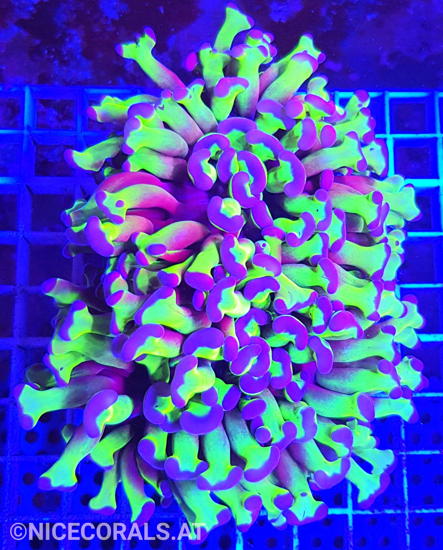 Euphyllia Ancora XXL