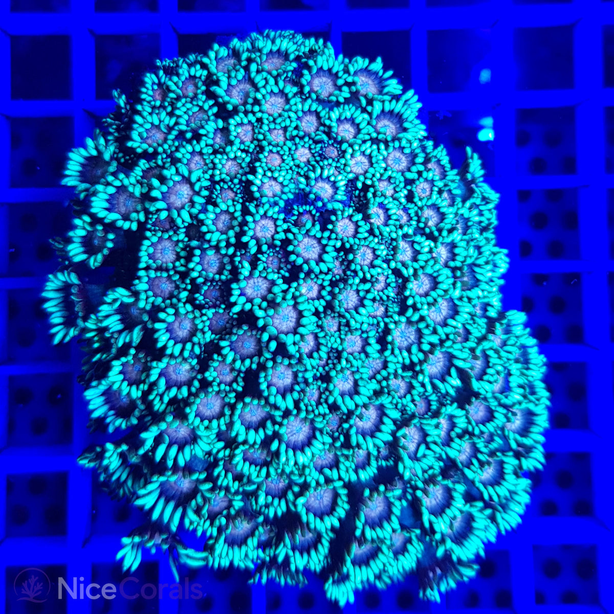 Goniopora