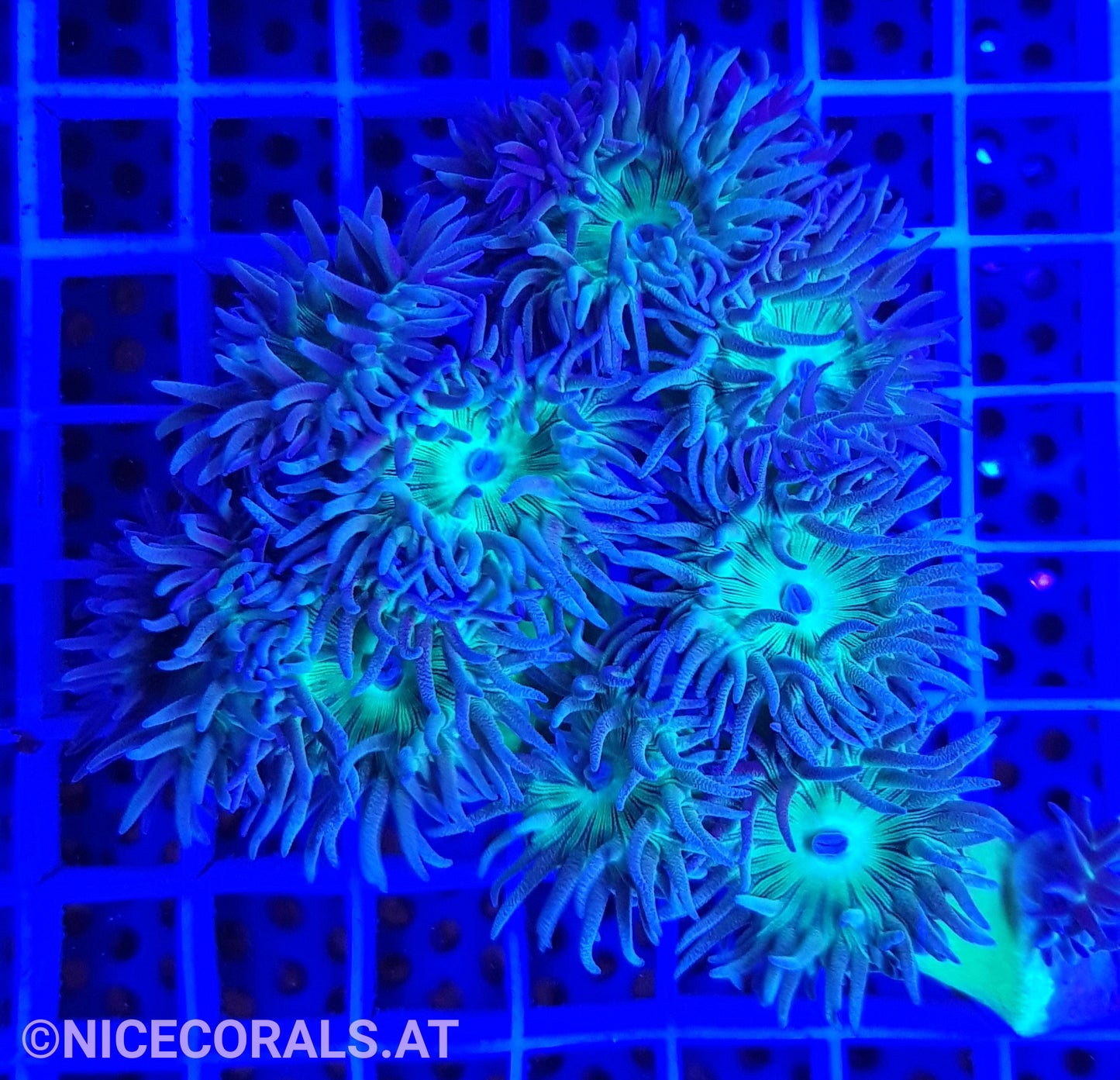 Duncanopsammia axifuga