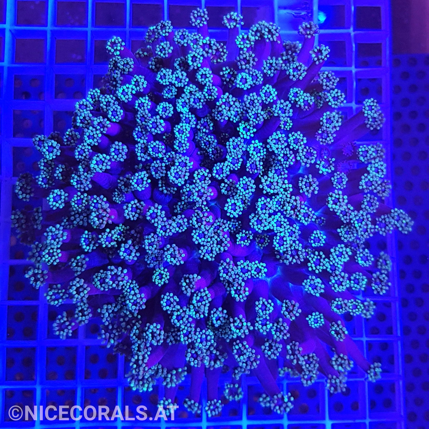 Goniopora XXL