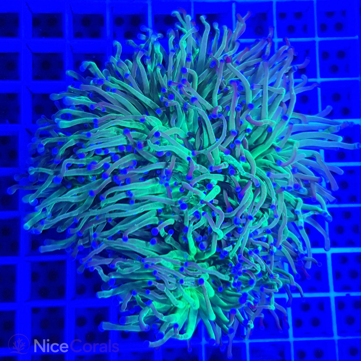 Euphyllia glabrescens