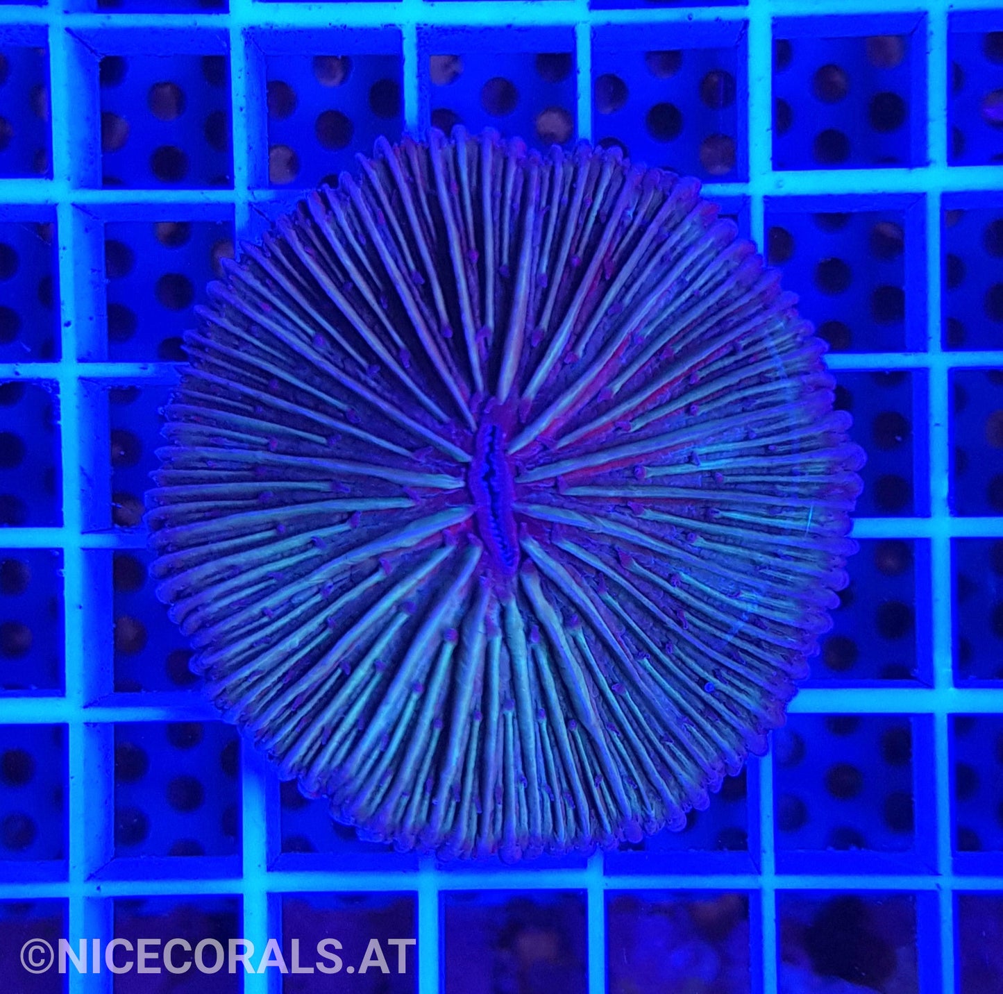 Fungia