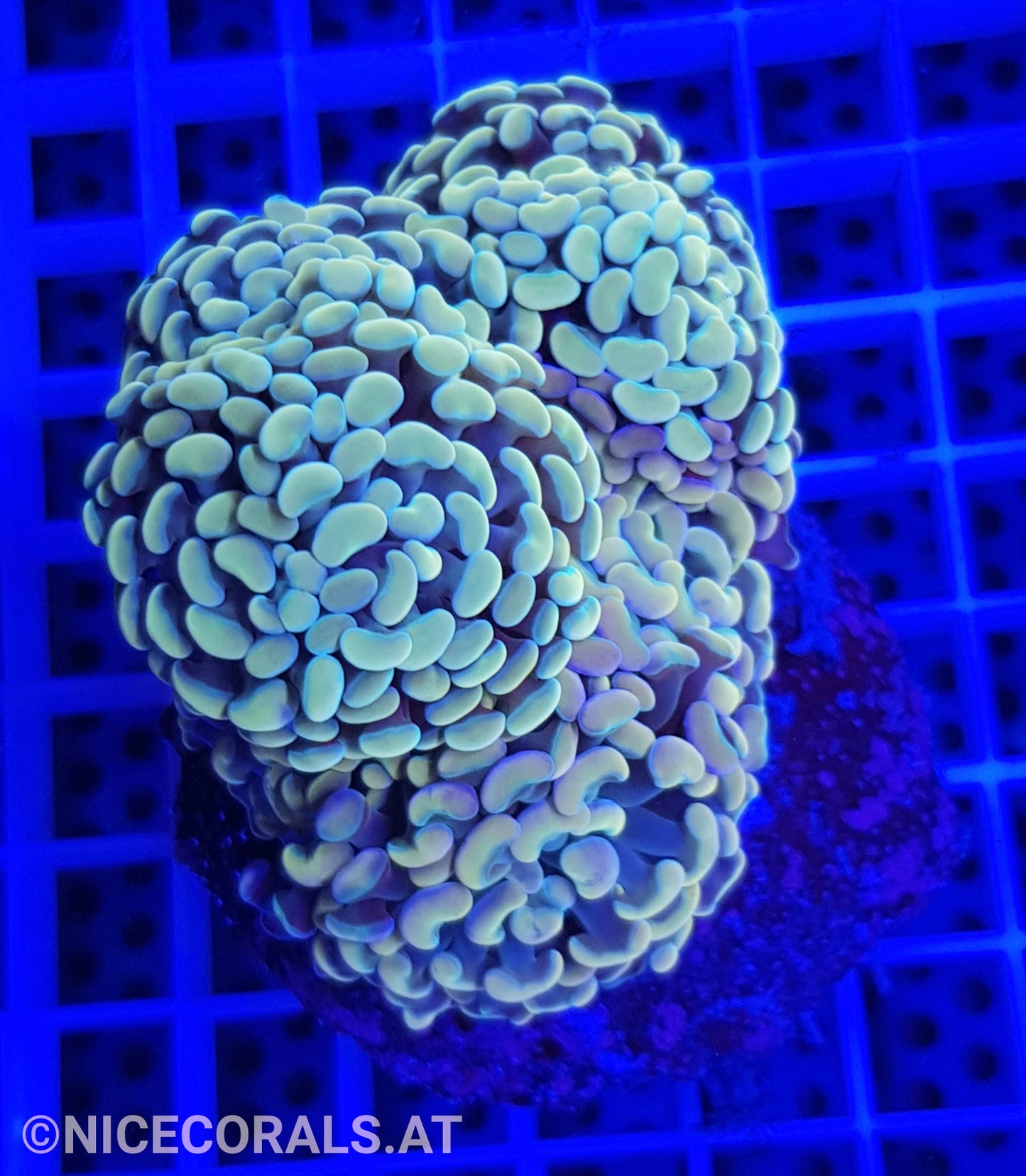 Euphyllia Paraancora 4-5 Heads