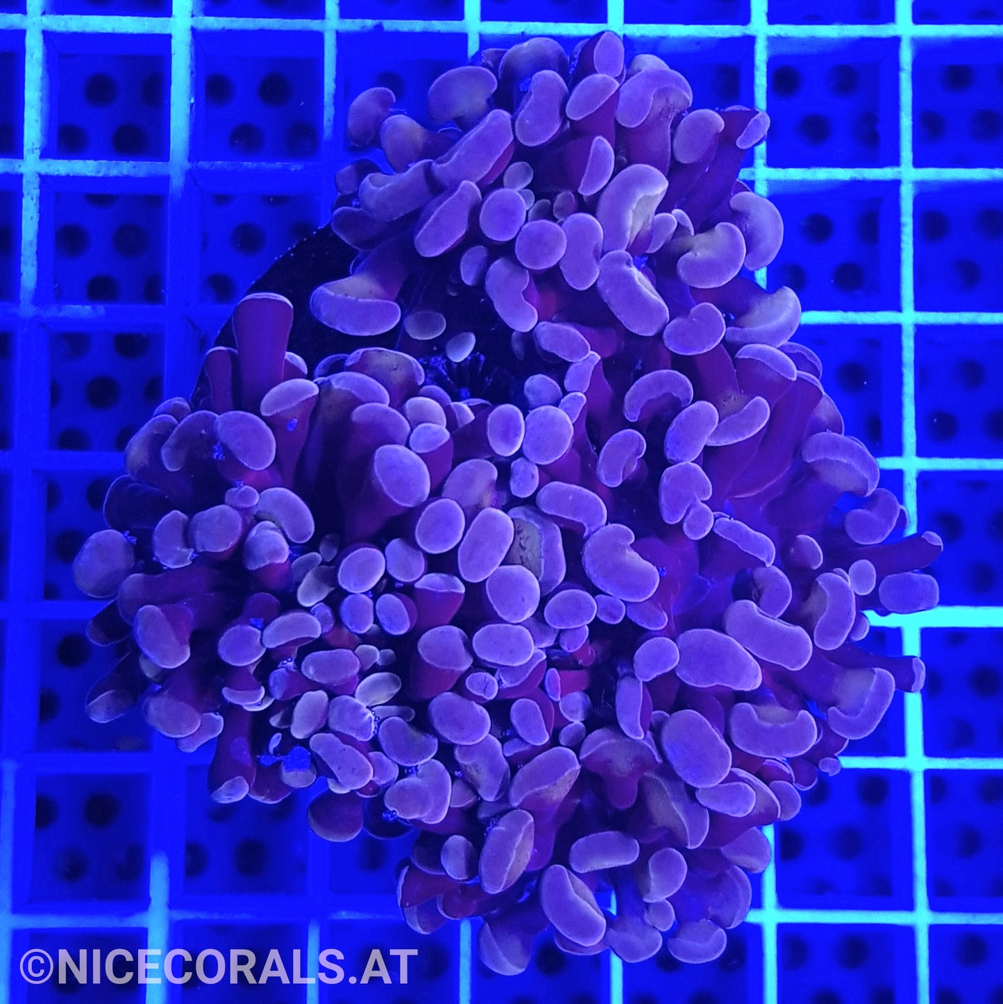 Euphyllia Paraancora