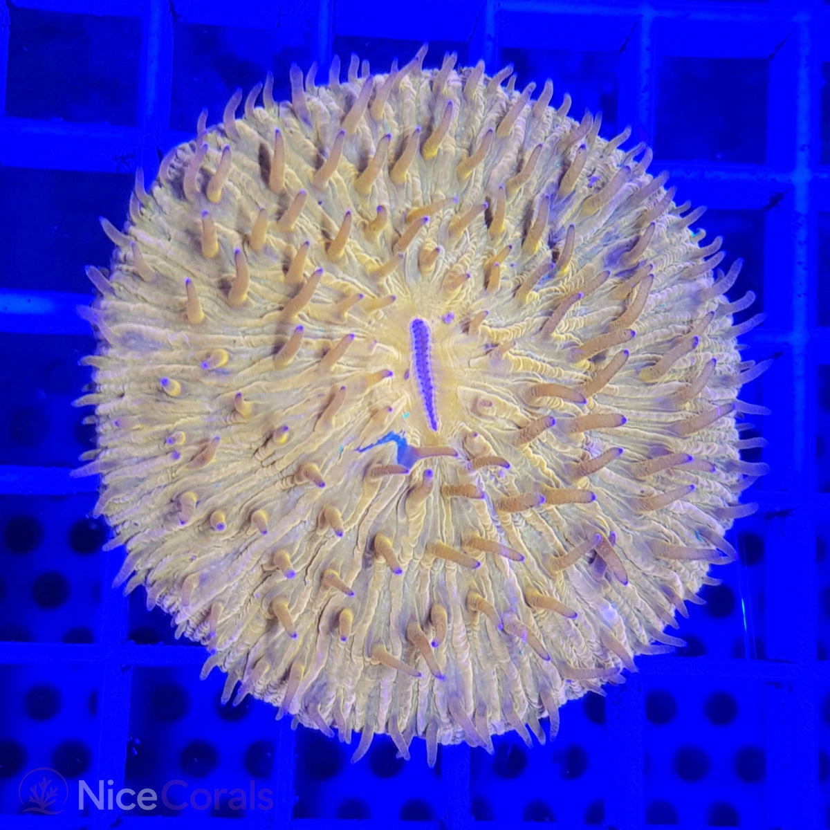 Cycloseris