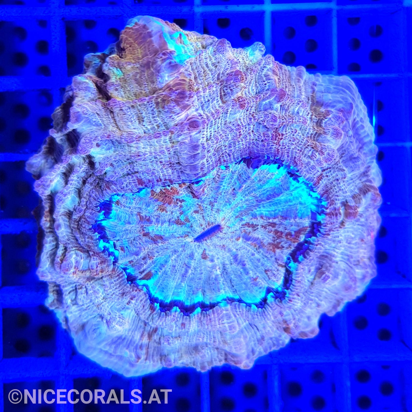 Cynarina SP. Acanthophyllia