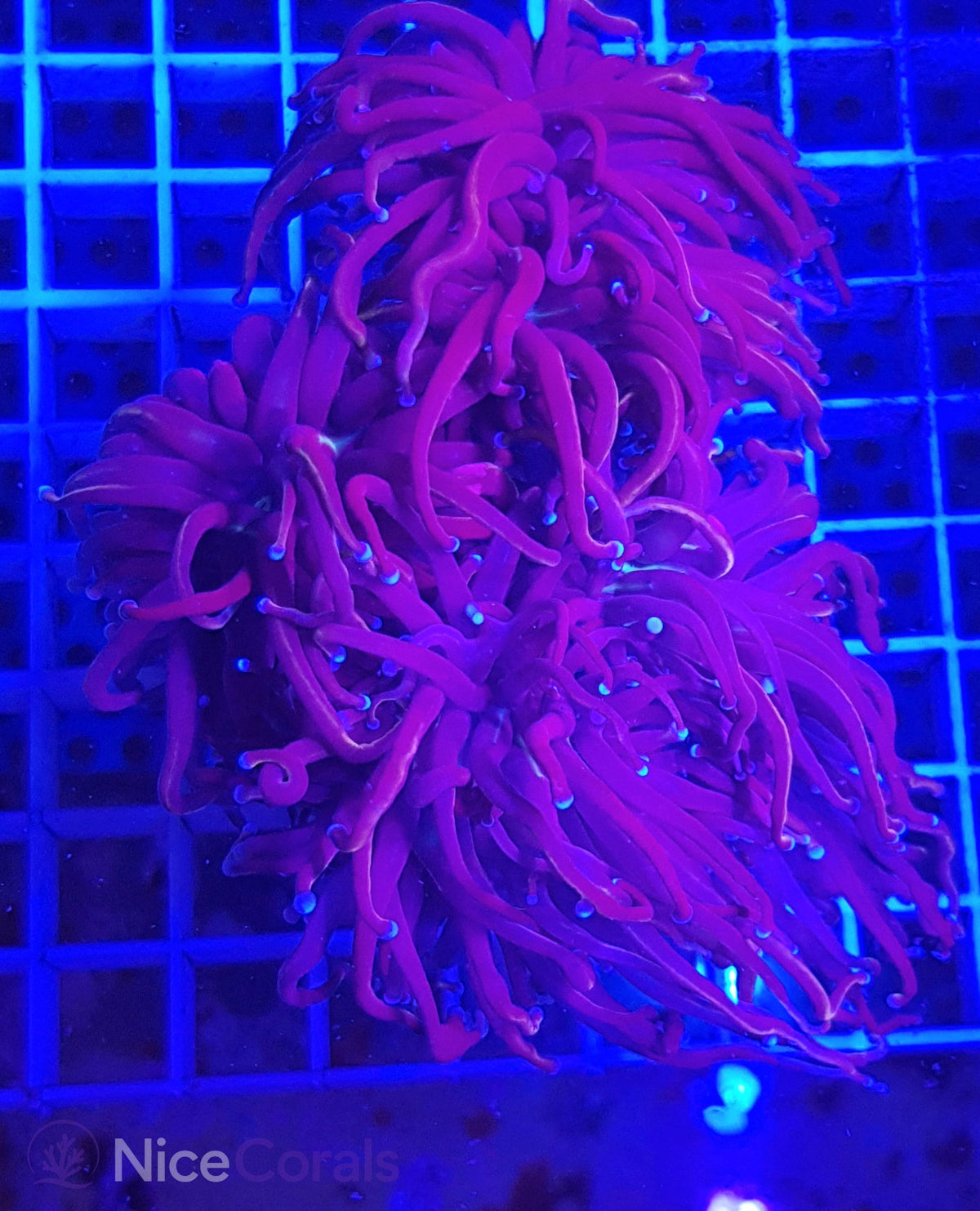 Euphyllia torch