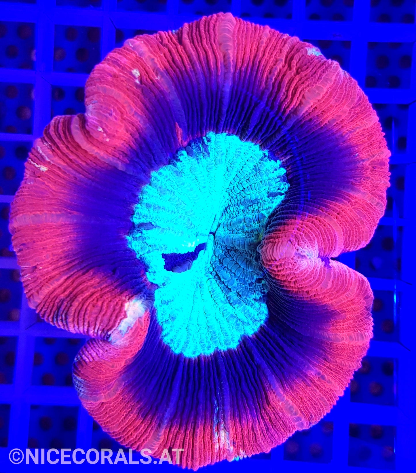 Trachyphyllia