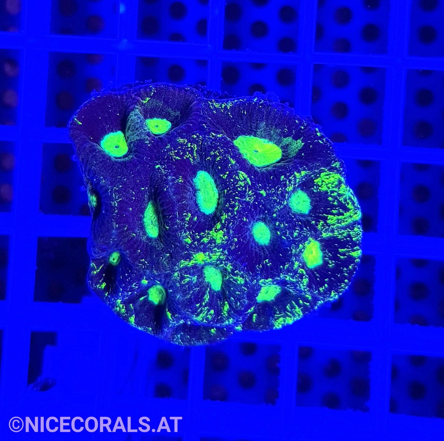 Goniastrea