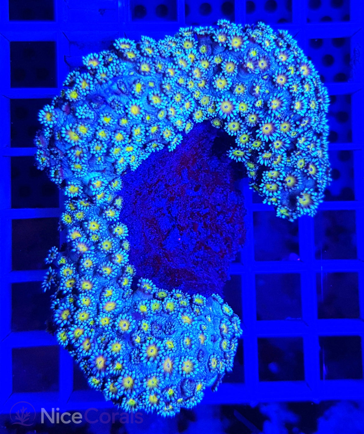 Goniopora
