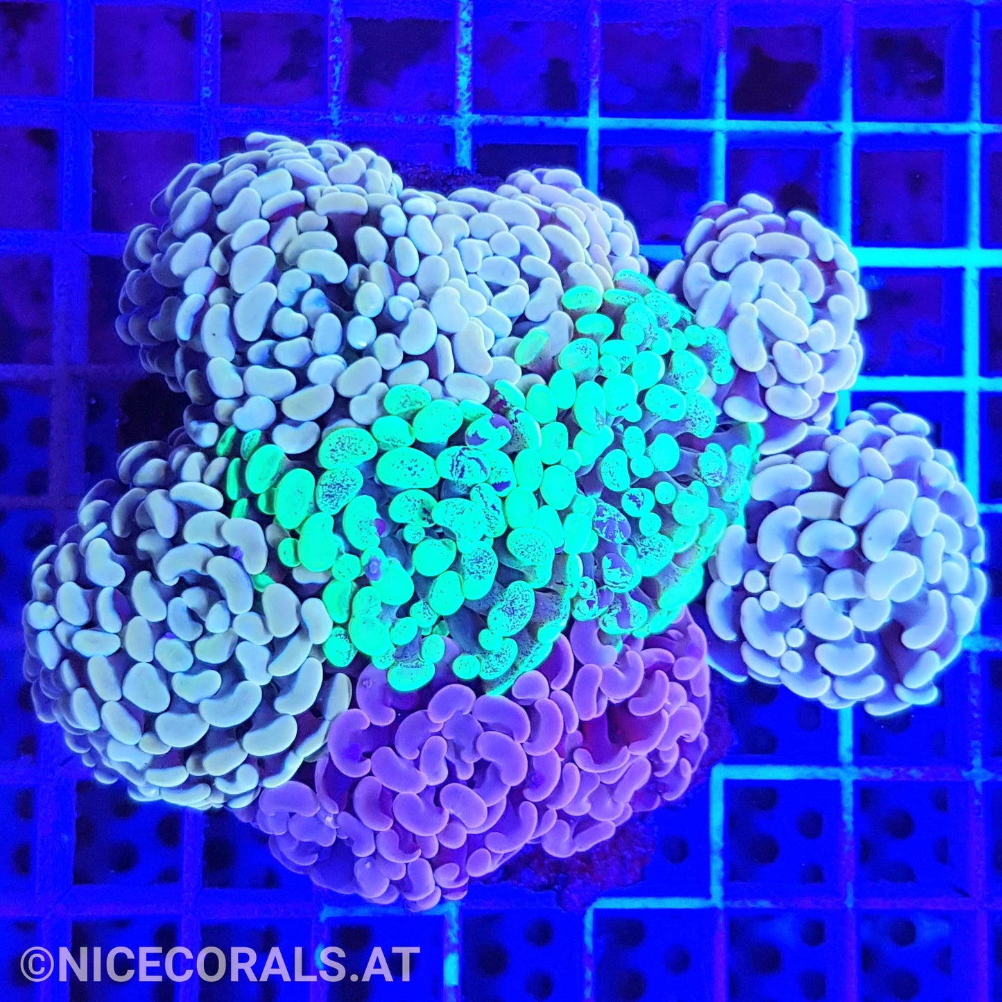 Euphyllia Paraancora Mix