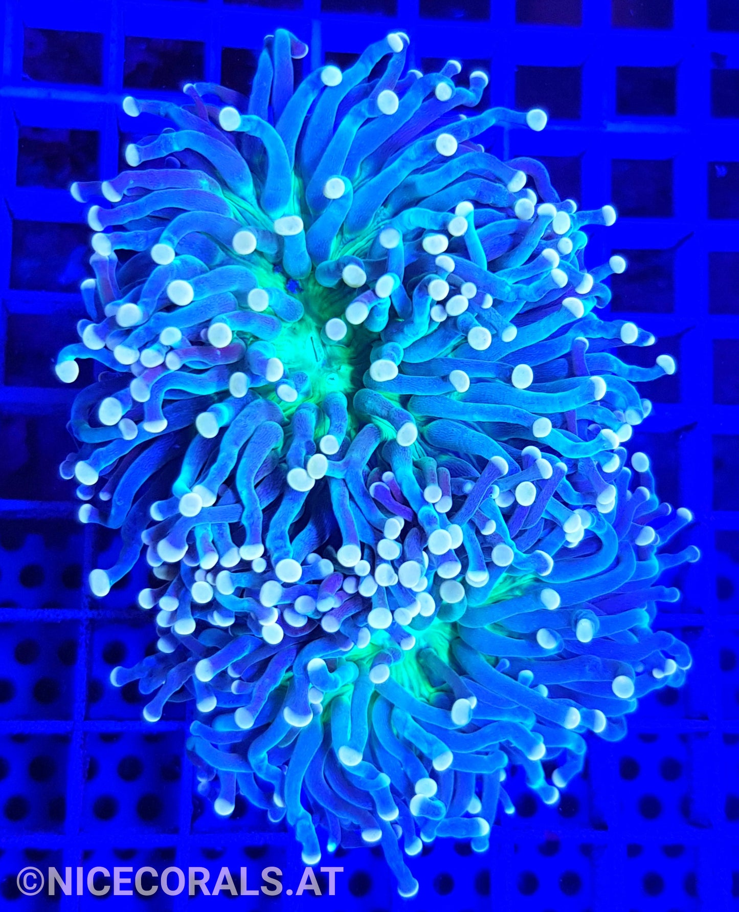Euphyllia Cristata