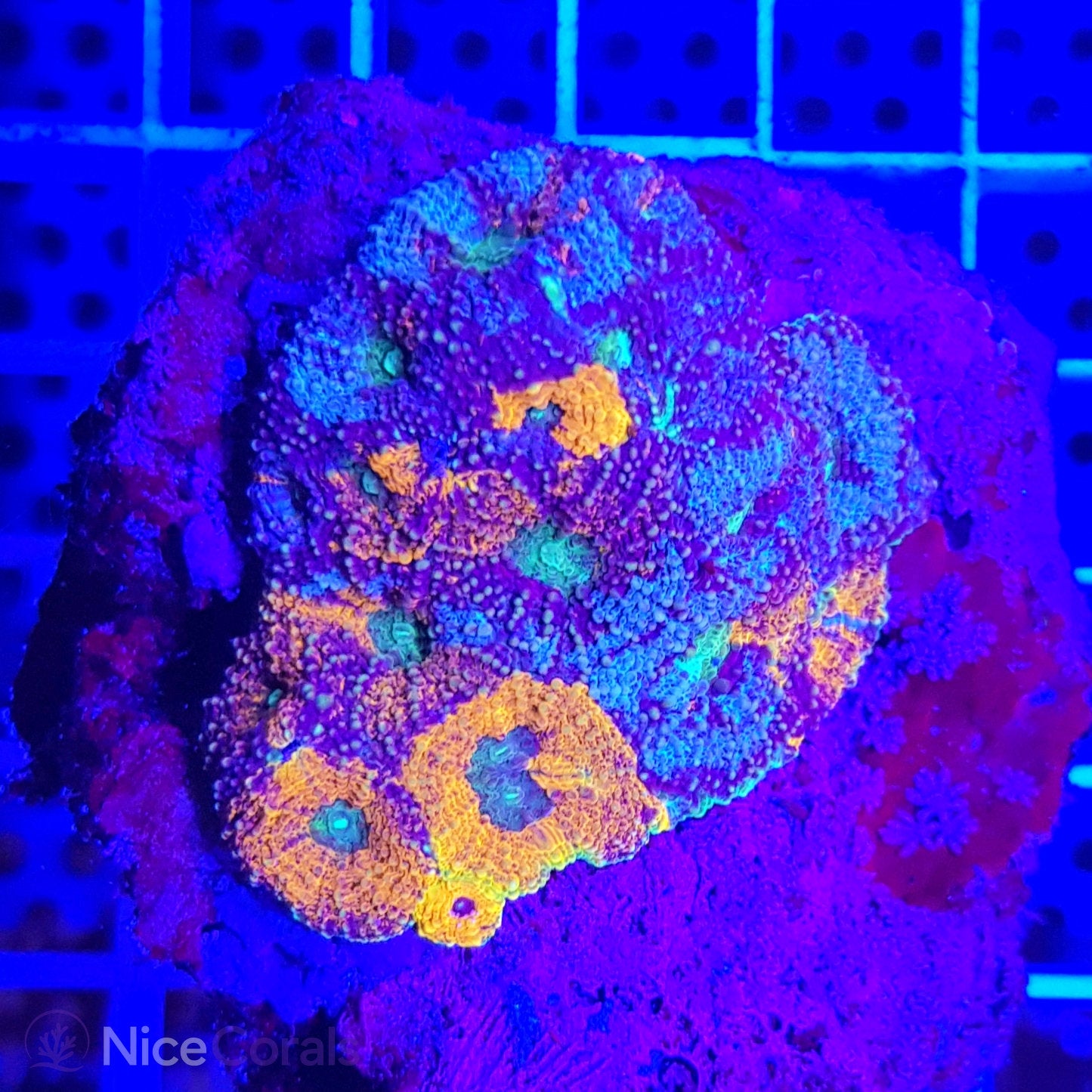 Acanthastrea echinata