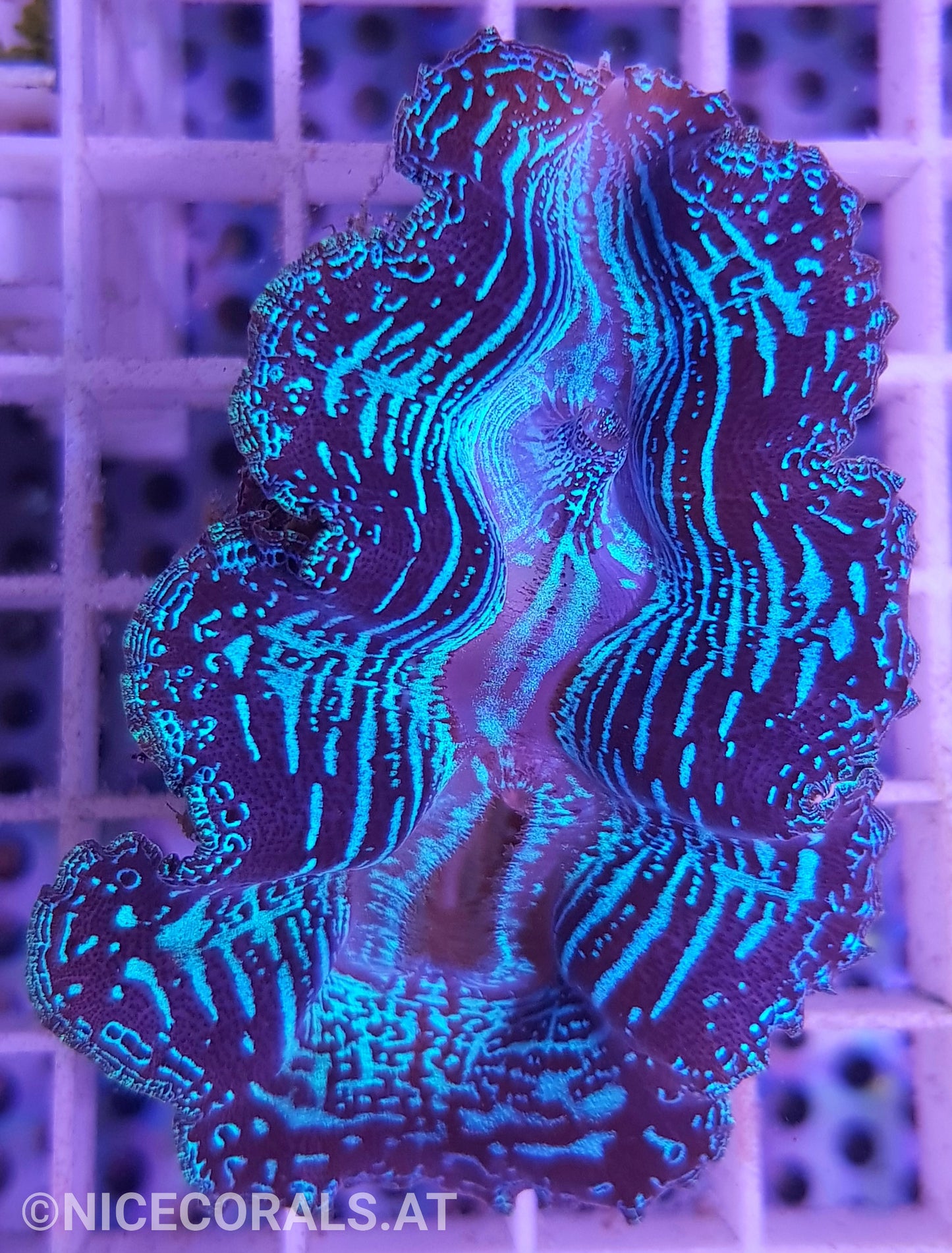 Tridacna crocea 6cm
