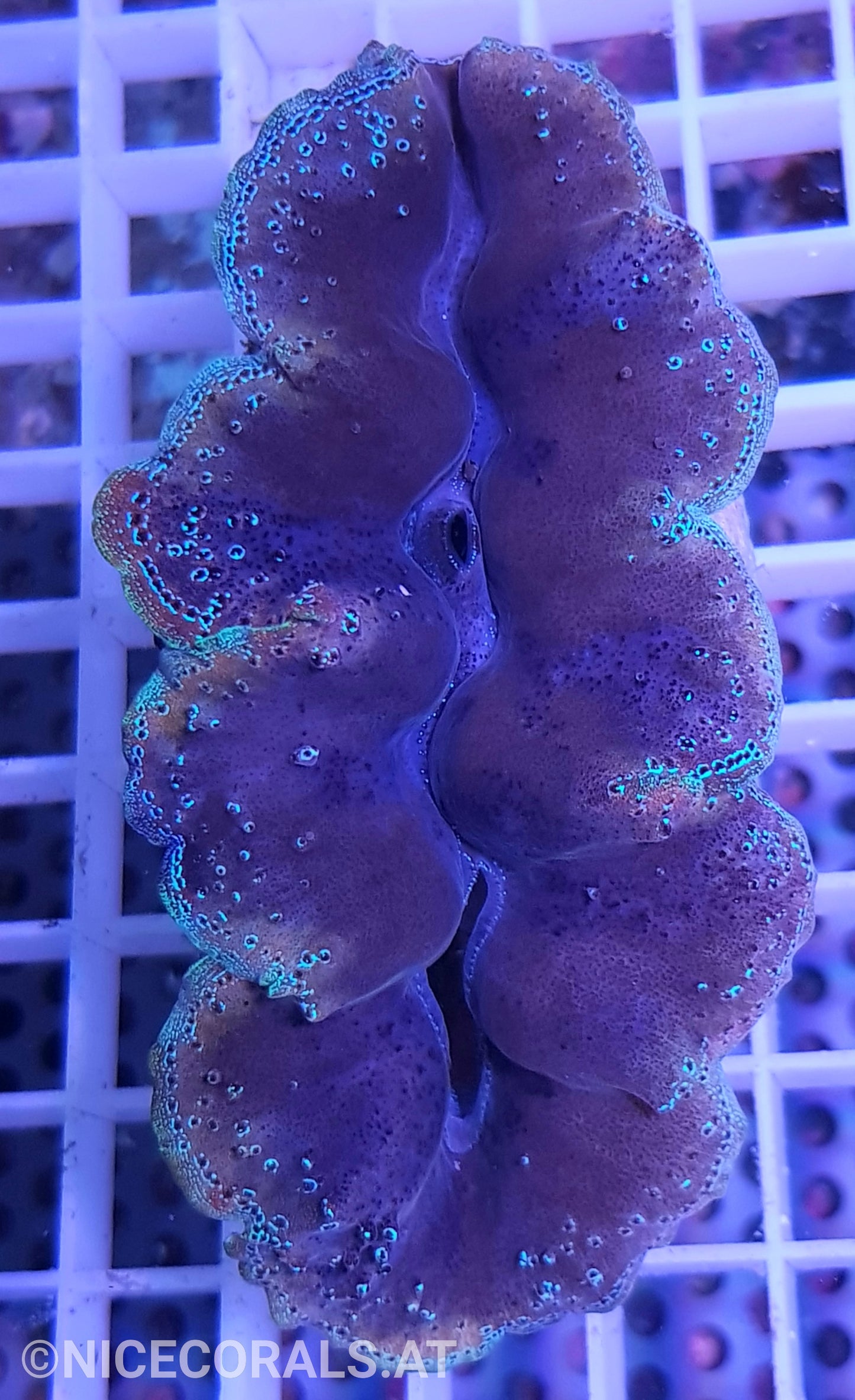 Tridacna crocea 8cm