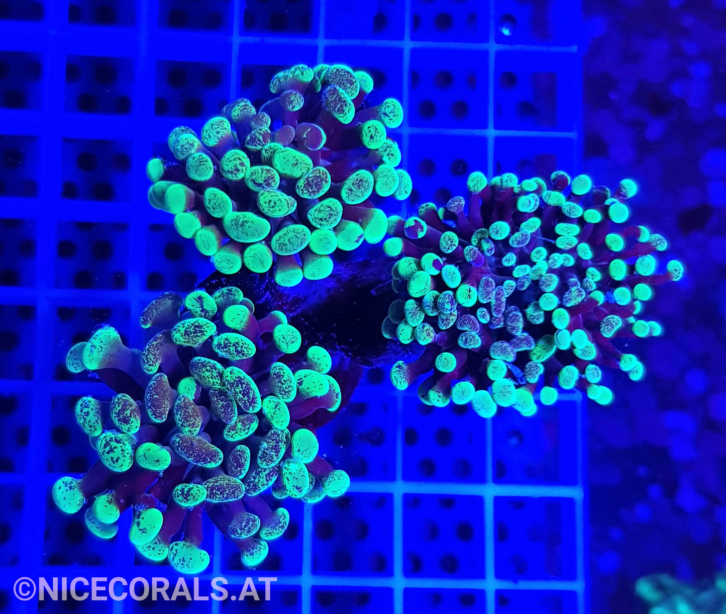 Euphyllia paraancora