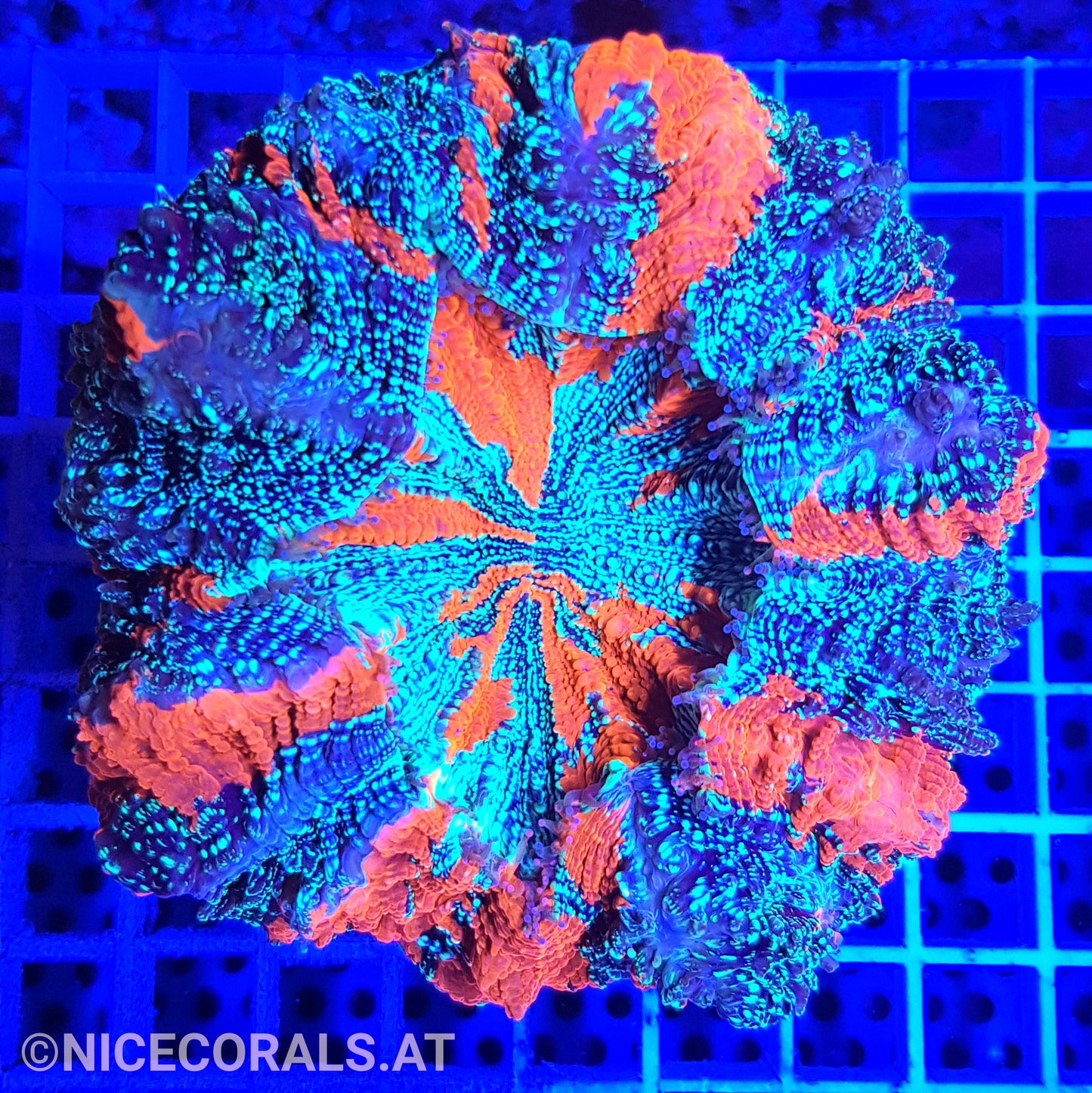 Cynarina SP. Acanthophyllia