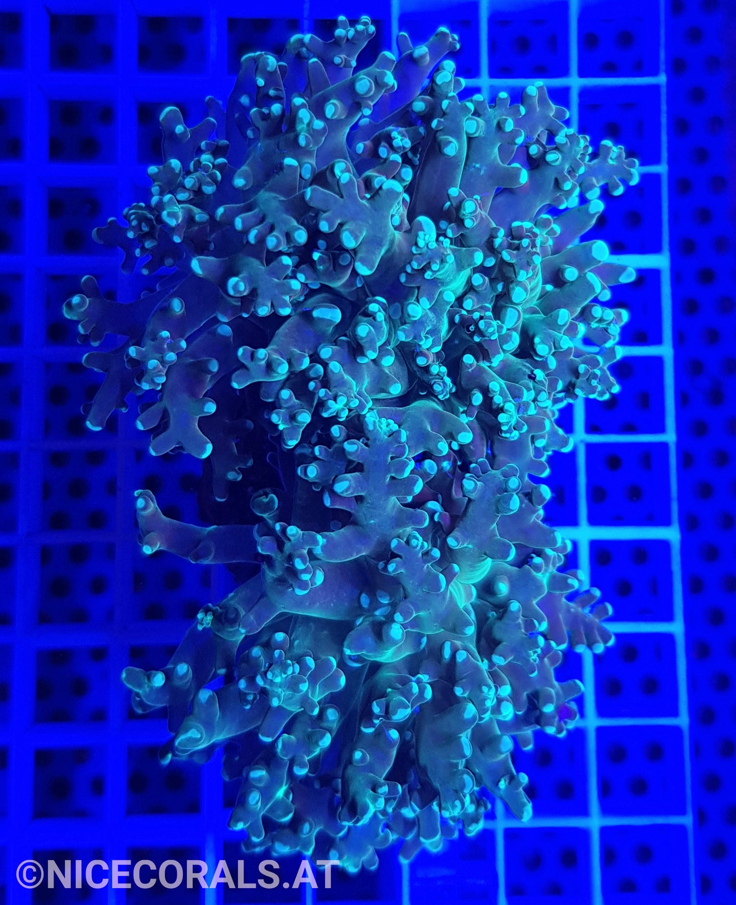 Euphyllia Paradivisa