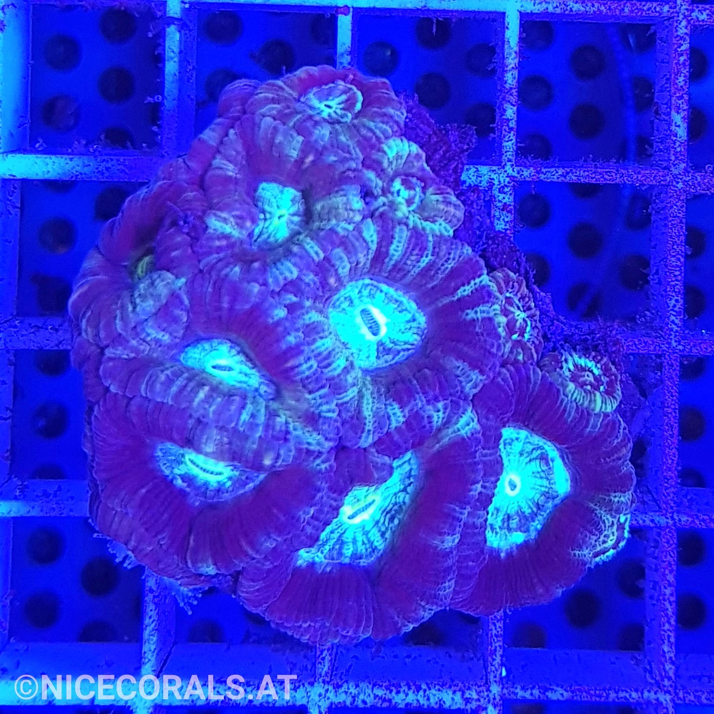 Acanthastrea
