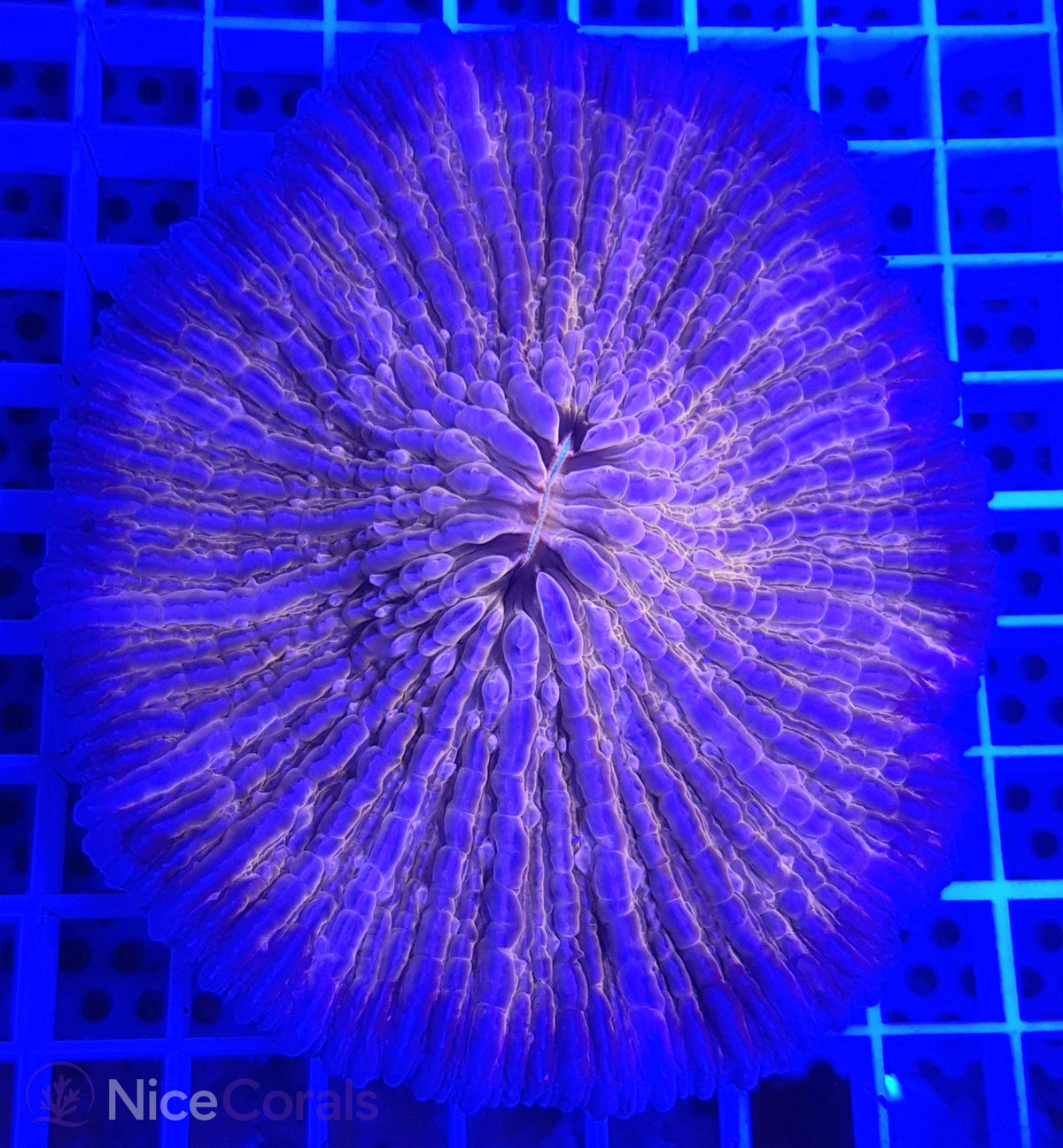 Cycloseris