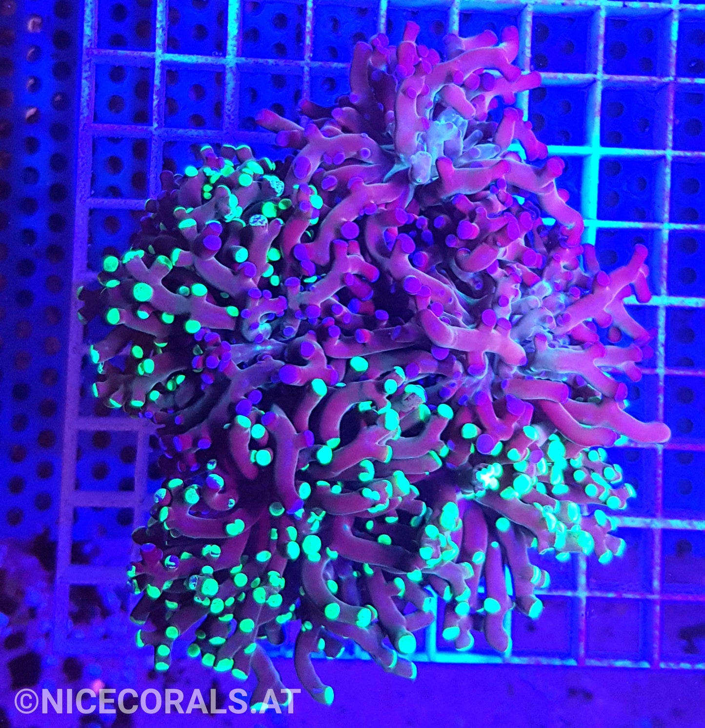 Euphyllia Paradivisa 4-5 Heads