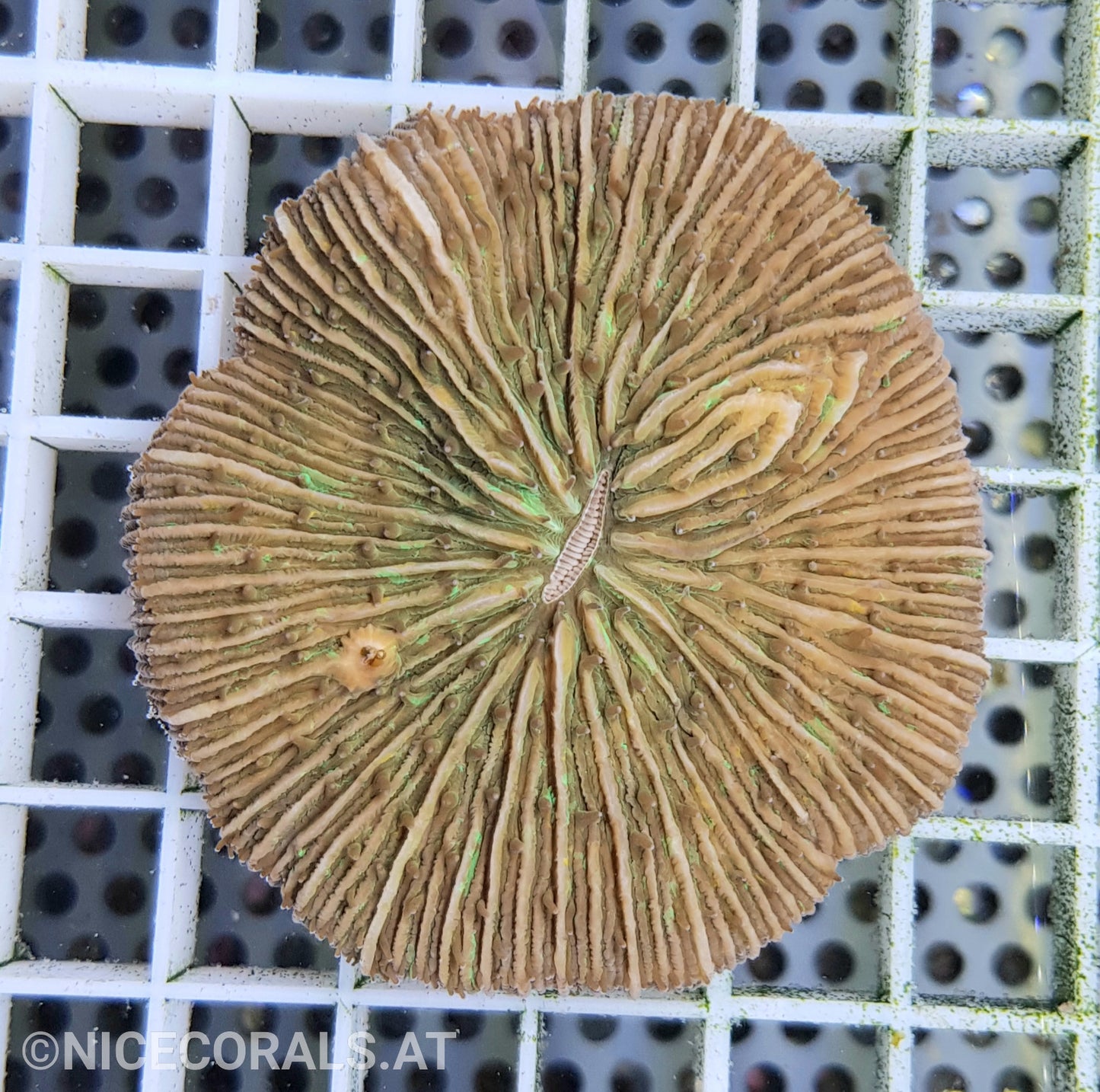 Cycloseris