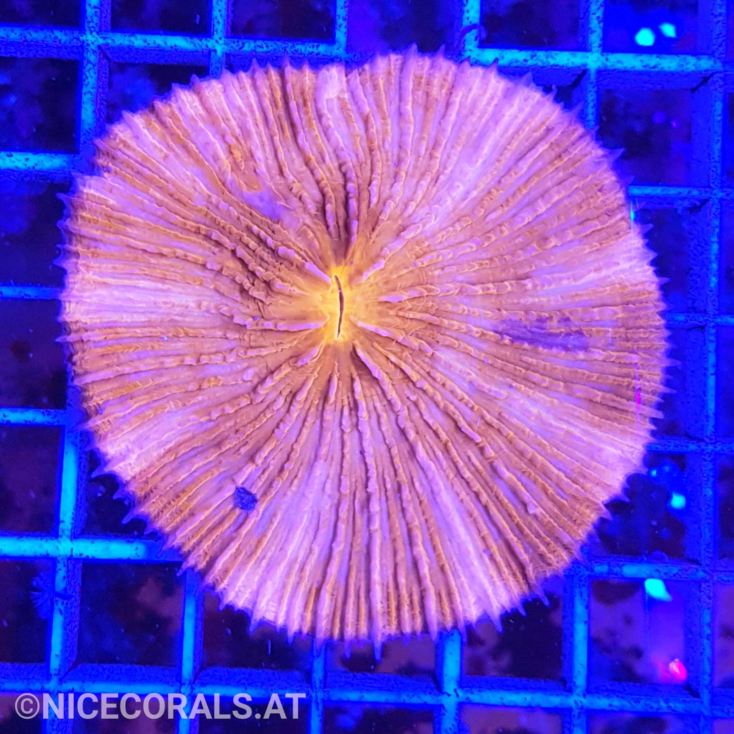 Cycloseris