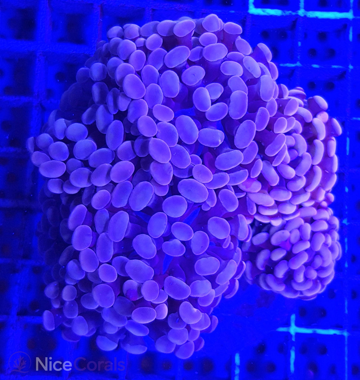 Euphyllia paraancora