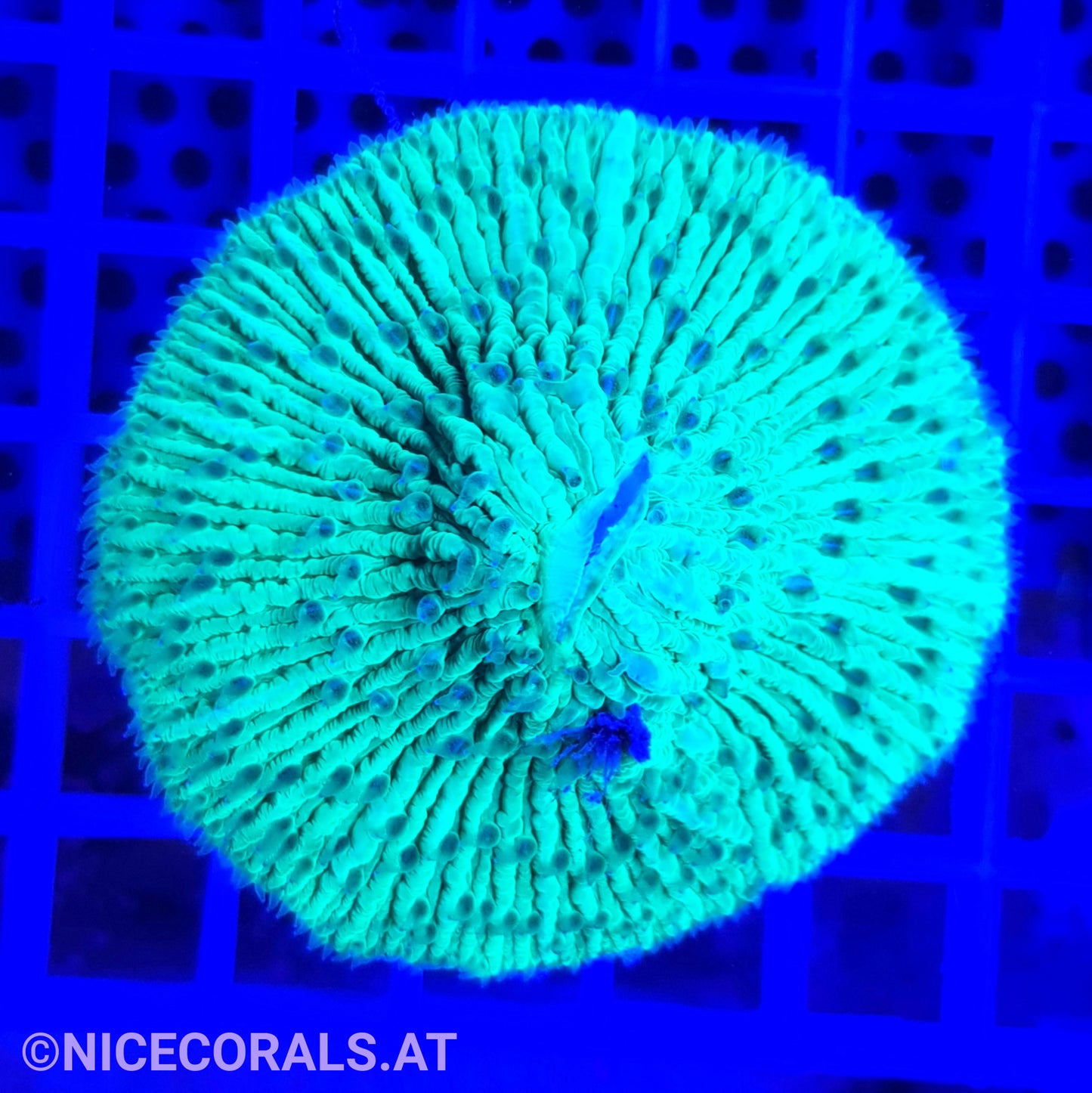 Cycloseris