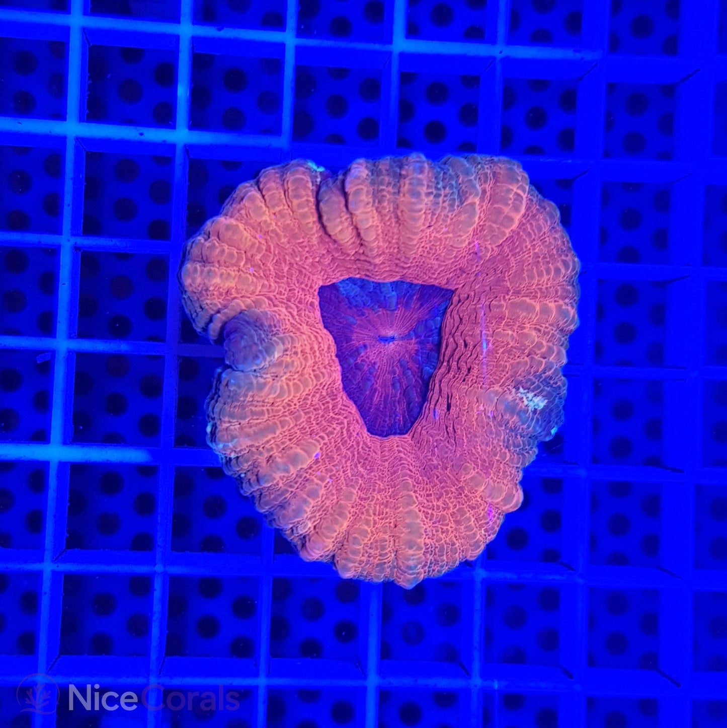 Scolymia
