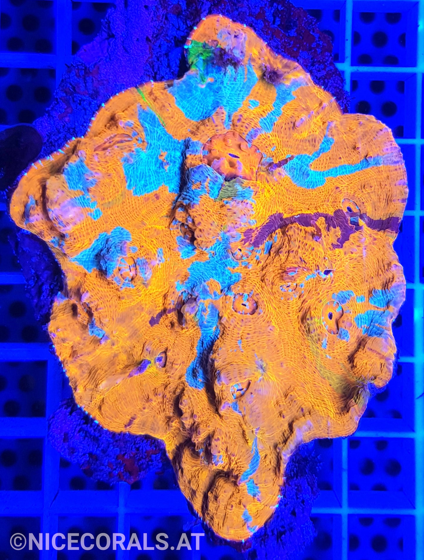 Chalice Katar Orenji