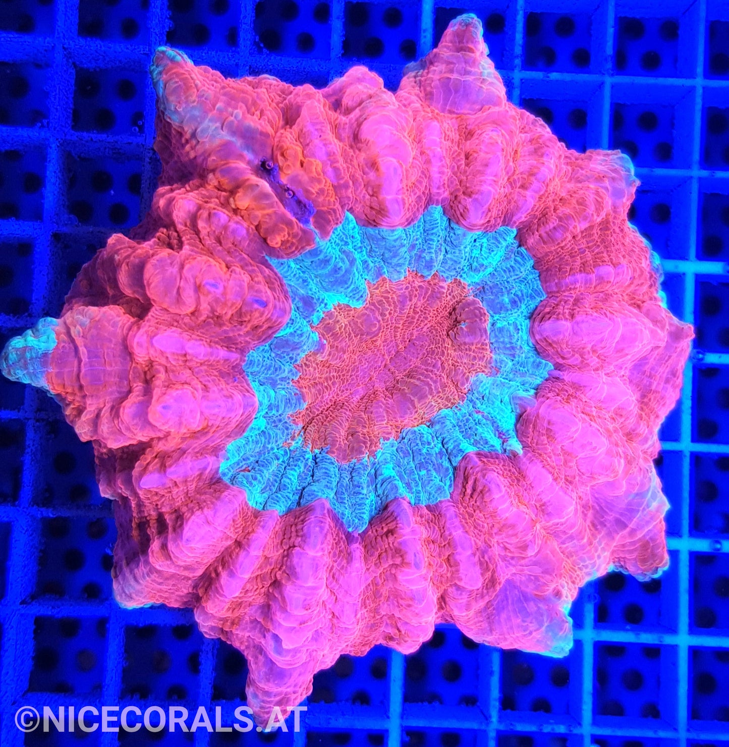 Cynarina SP. Acanthophyllia