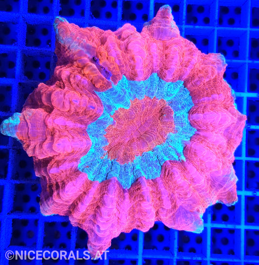 Cynarina SP. Acanthophyllia