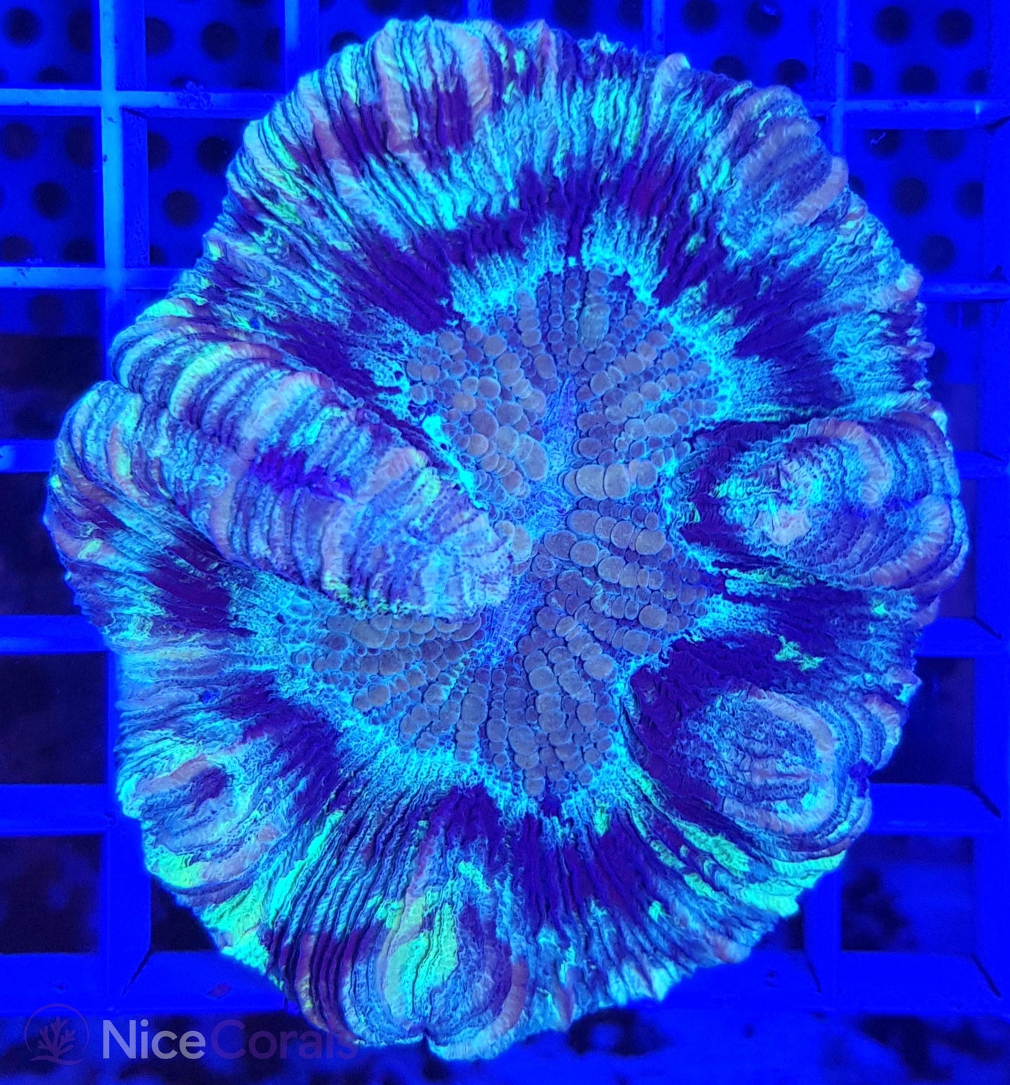 Trachyphyllia
