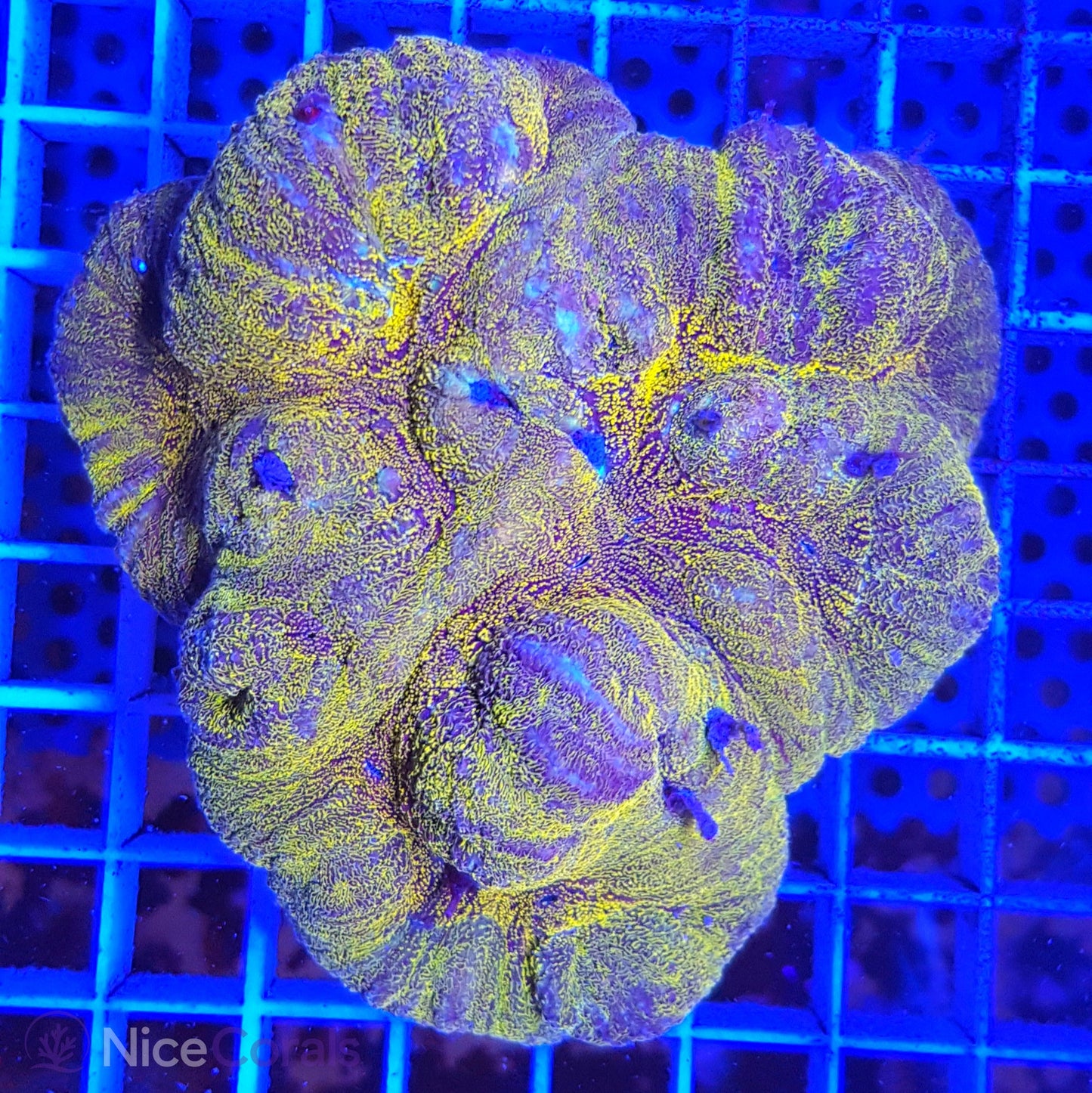 Symphyllia