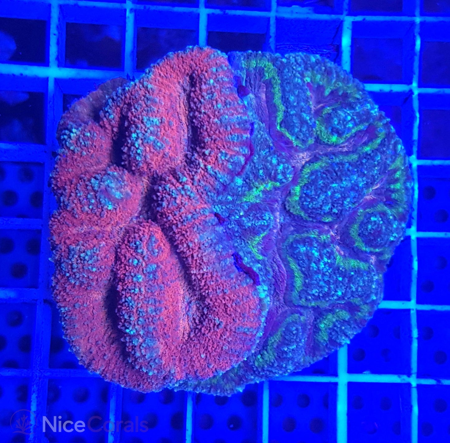 Symphyllia Twin