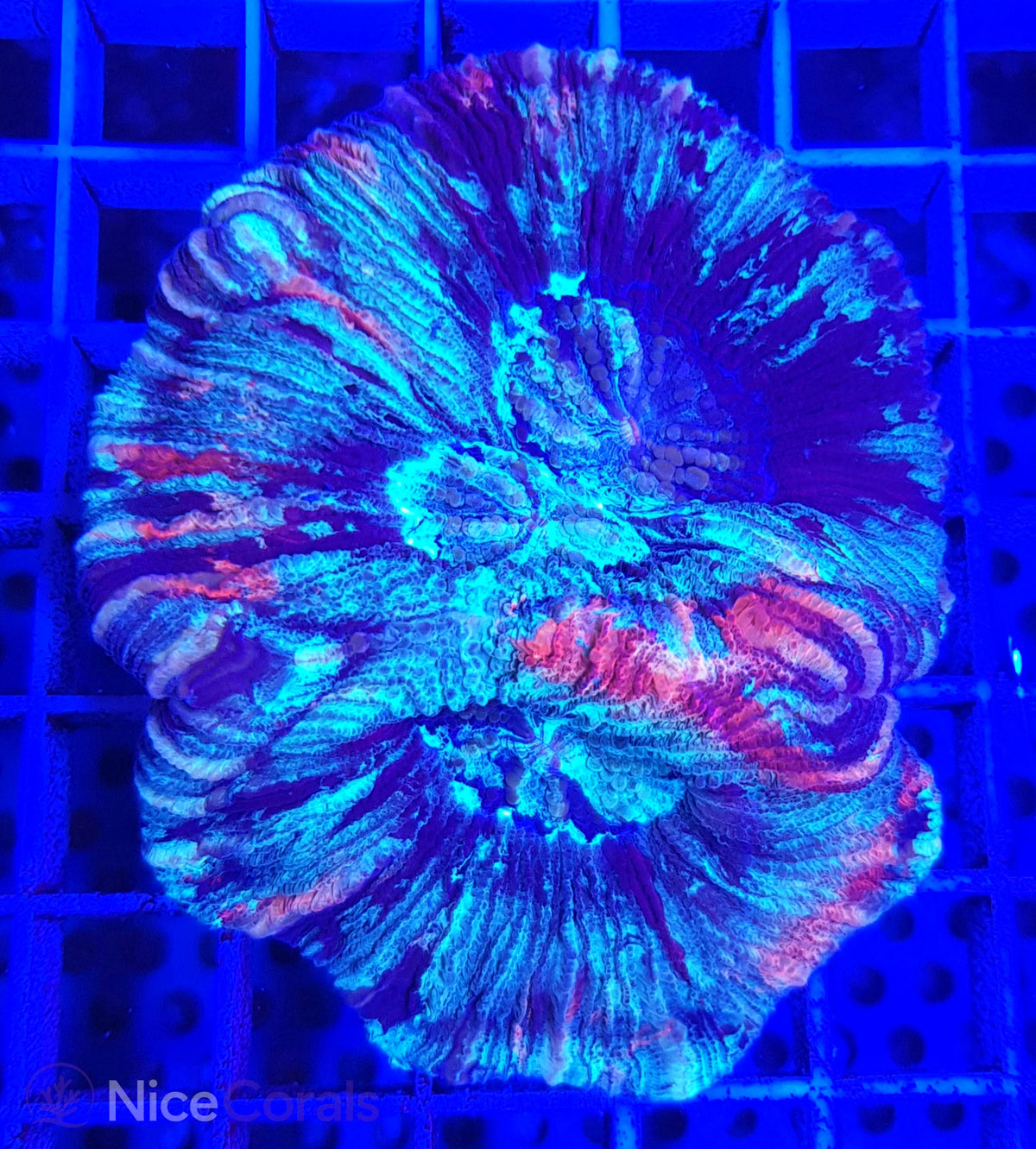 Trachyphyllia