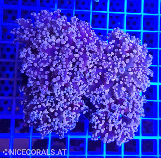 Euphyllia Paradivisa 4-5 Heads