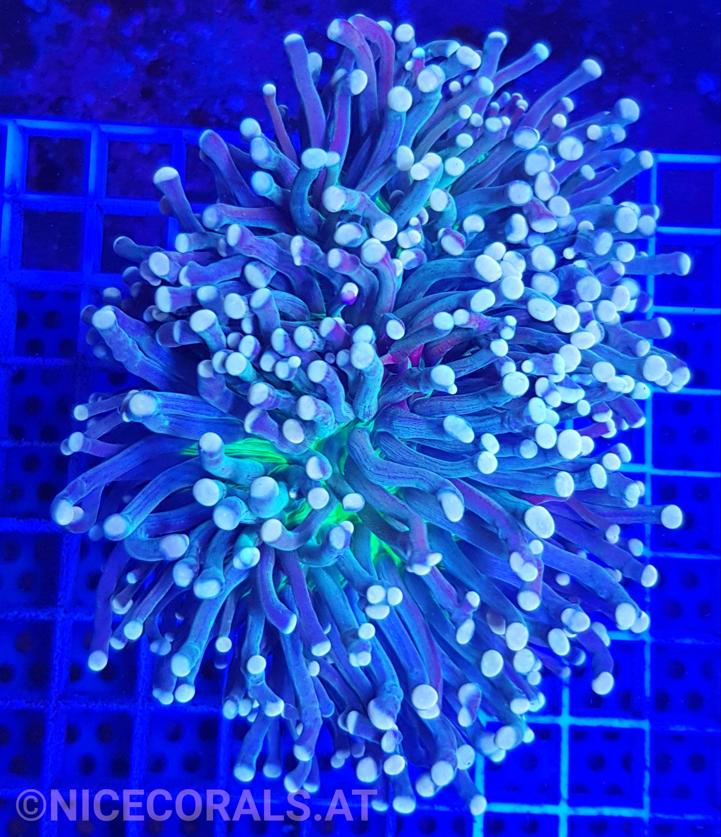 Euphyllia Torch
