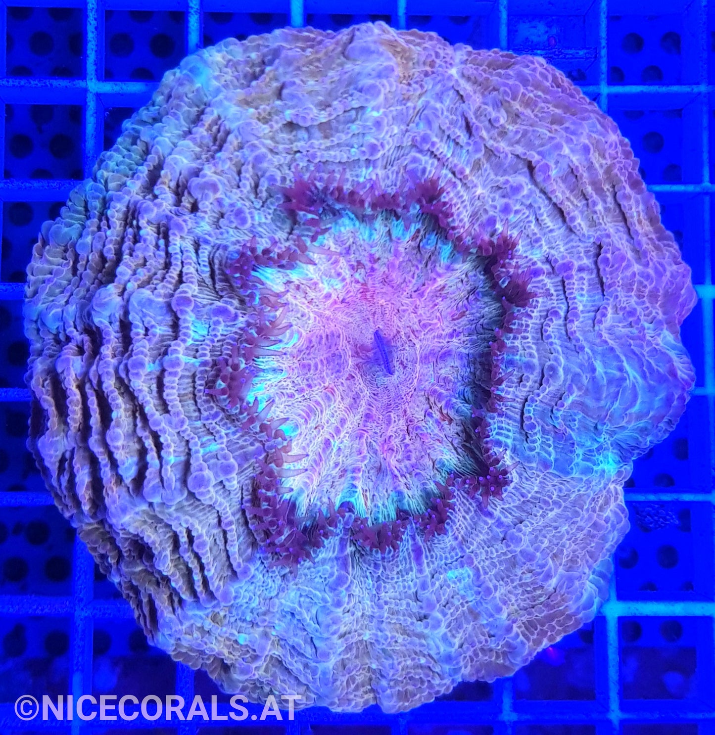 Cynarina SP. Acanthophyllia Rainbow