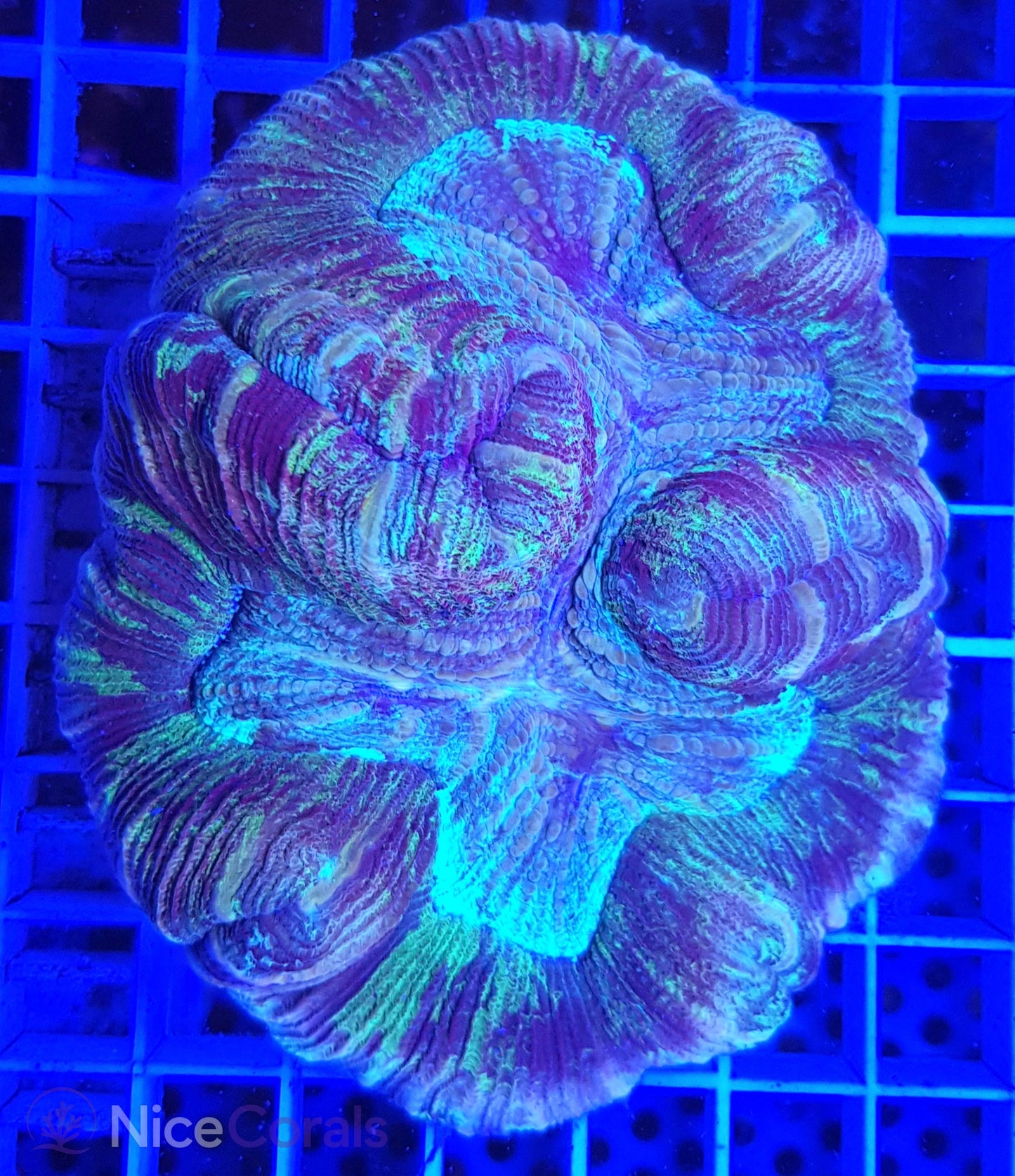 Trachyphyllia