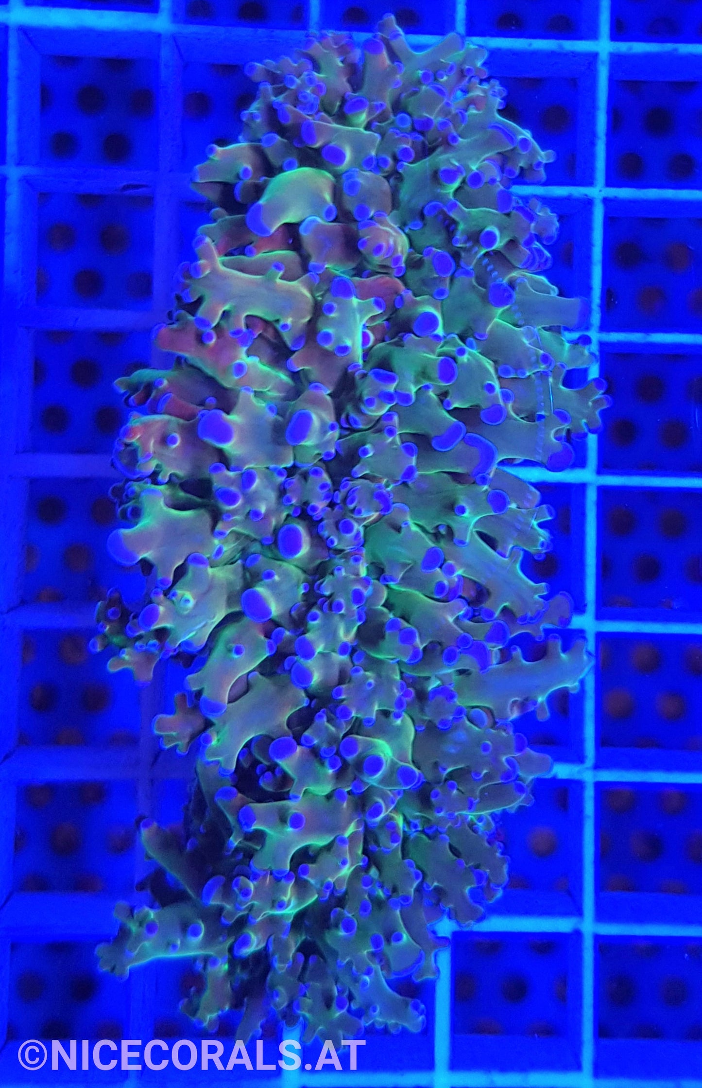 Euphyllia divisa
